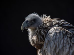 Preview wallpaper vulture, bird, predator