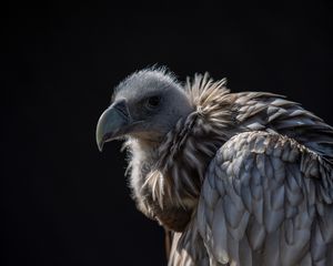 Preview wallpaper vulture, bird, predator