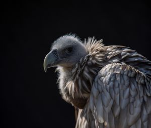 Preview wallpaper vulture, bird, predator