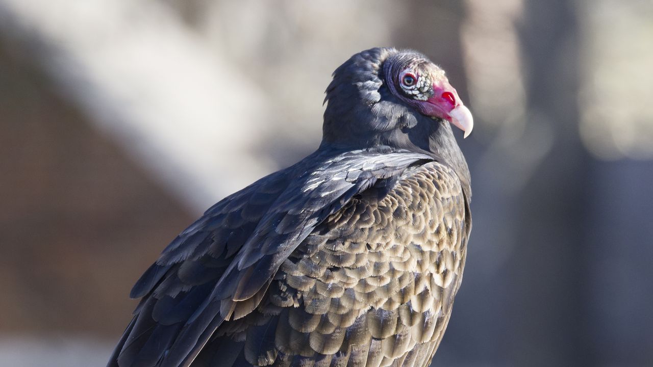 Wallpaper vulture, bird, predator, animal, birdhouse