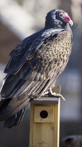 Preview wallpaper vulture, bird, predator, animal, birdhouse