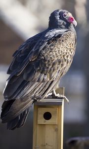 Preview wallpaper vulture, bird, predator, animal, birdhouse