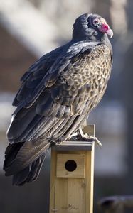 Preview wallpaper vulture, bird, predator, animal, birdhouse