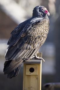 Preview wallpaper vulture, bird, predator, animal, birdhouse