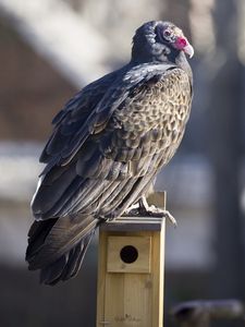 Preview wallpaper vulture, bird, predator, animal, birdhouse