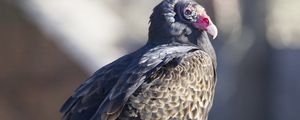 Preview wallpaper vulture, bird, predator, animal, birdhouse