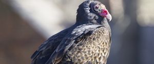 Preview wallpaper vulture, bird, predator, animal, birdhouse