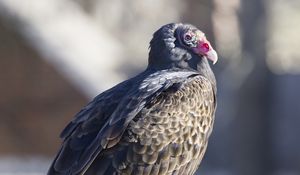 Preview wallpaper vulture, bird, predator, animal, birdhouse