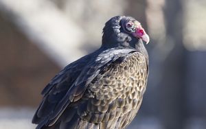 Preview wallpaper vulture, bird, predator, animal, birdhouse