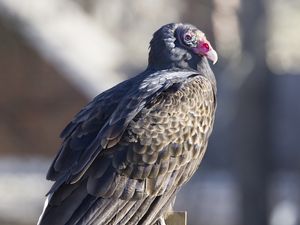 Preview wallpaper vulture, bird, predator, animal, birdhouse