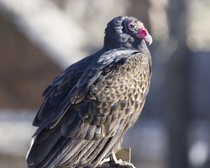Preview wallpaper vulture, bird, predator, animal, birdhouse