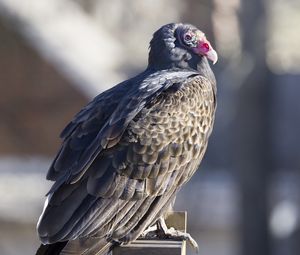 Preview wallpaper vulture, bird, predator, animal, birdhouse