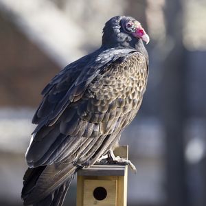 Preview wallpaper vulture, bird, predator, animal, birdhouse