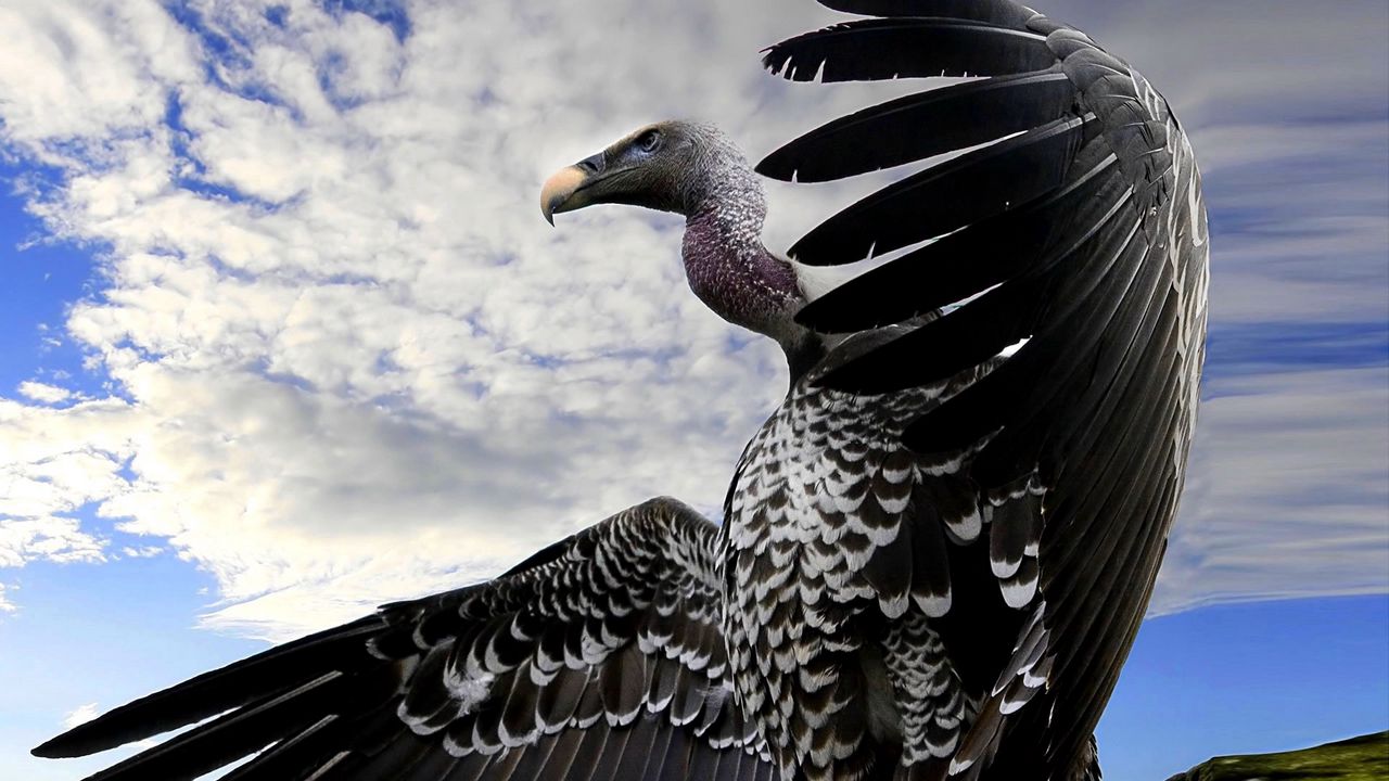 Wallpaper vulture, bird, predator, flight, sky, wings, beak