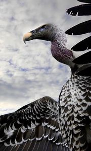 Preview wallpaper vulture, bird, predator, flight, sky, wings, beak