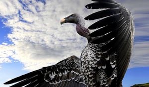 Preview wallpaper vulture, bird, predator, flight, sky, wings, beak