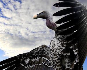 Preview wallpaper vulture, bird, predator, flight, sky, wings, beak