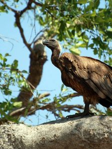 Preview wallpaper vulture, bird, predator, sitting