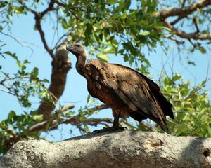 Preview wallpaper vulture, bird, predator, sitting