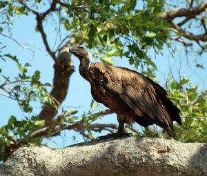 Preview wallpaper vulture, bird, predator, sitting