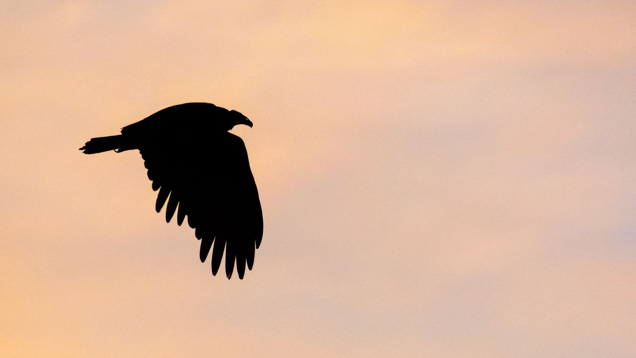 Wallpaper vulture, bird, silhouette, sky
