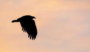 Preview wallpaper vulture, bird, silhouette, sky