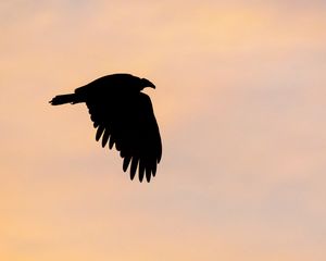 Preview wallpaper vulture, bird, silhouette, sky