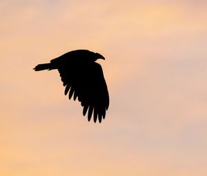 Preview wallpaper vulture, bird, silhouette, sky