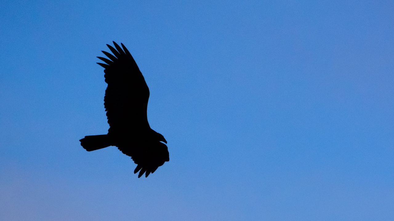 Wallpaper vulture, bird, silhouette, sky, flight