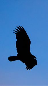 Preview wallpaper vulture, bird, silhouette, sky, flight