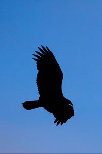 Preview wallpaper vulture, bird, silhouette, sky, flight