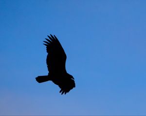 Preview wallpaper vulture, bird, silhouette, sky, flight