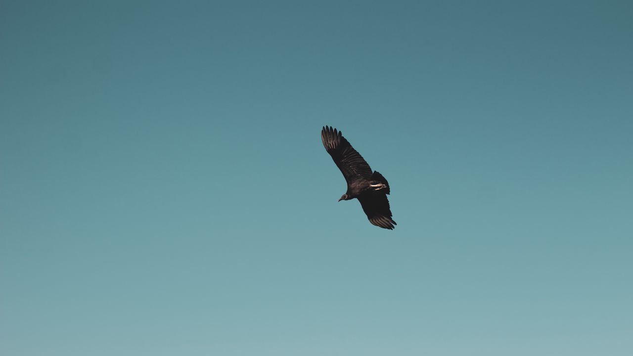 Wallpaper vulture, bird, sky, fly, soar