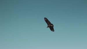 Preview wallpaper vulture, bird, sky, fly, soar