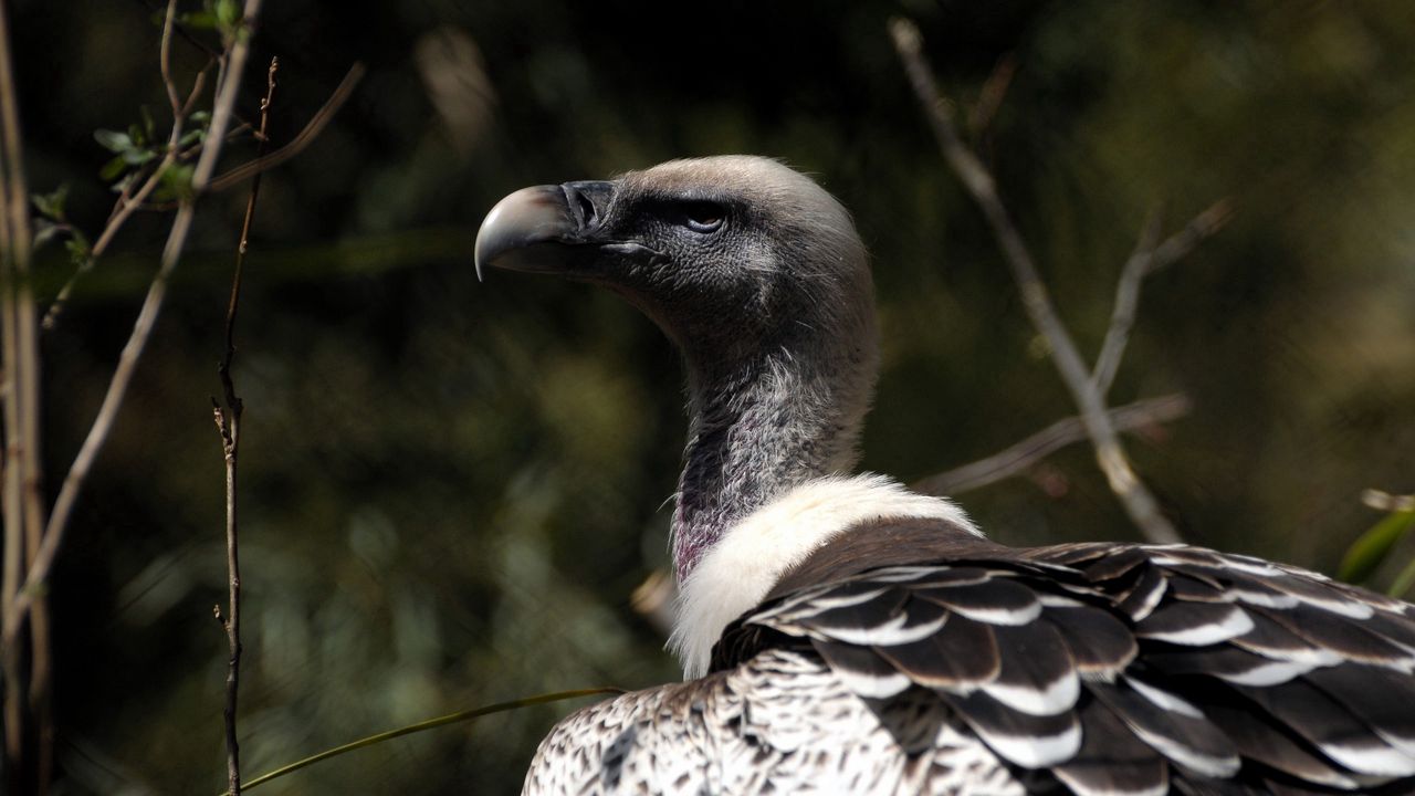 Wallpaper vulture, bird, wild, beak