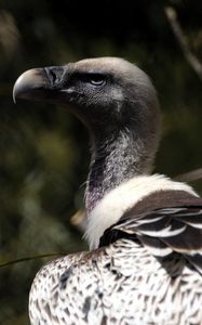 Preview wallpaper vulture, bird, wild, beak