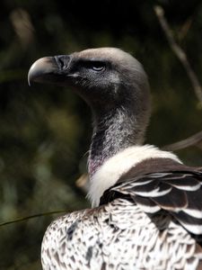 Preview wallpaper vulture, bird, wild, beak