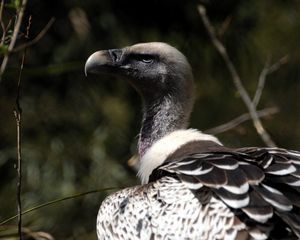 Preview wallpaper vulture, bird, wild, beak