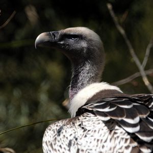 Preview wallpaper vulture, bird, wild, beak
