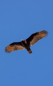 Preview wallpaper vulture, bird, wings, sky, flight