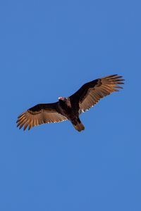 Preview wallpaper vulture, bird, wings, sky, flight