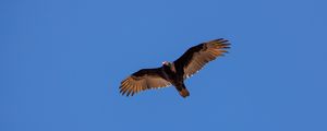 Preview wallpaper vulture, bird, wings, sky, flight