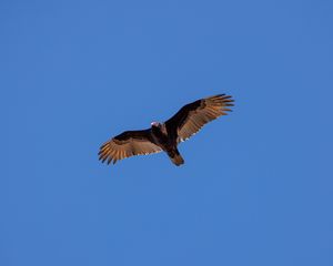 Preview wallpaper vulture, bird, wings, sky, flight