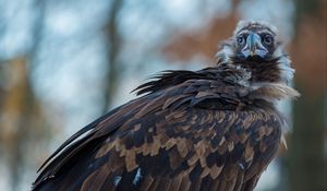 Preview wallpaper vulture, carrion, bird, predator