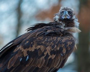 Preview wallpaper vulture, carrion, bird, predator