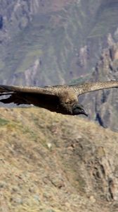 Preview wallpaper vulture, flying, mountains