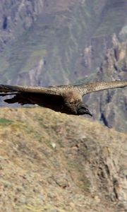 Preview wallpaper vulture, flying, mountains