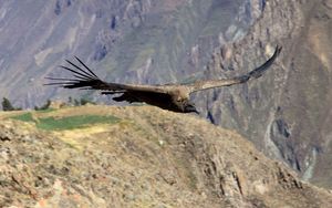 Preview wallpaper vulture, flying, mountains