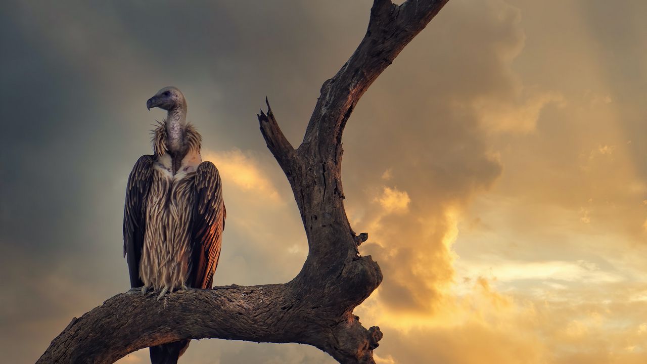 Wallpaper vulture, predator, bird, feathers, sky