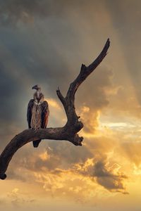 Preview wallpaper vulture, predator, bird, feathers, sky